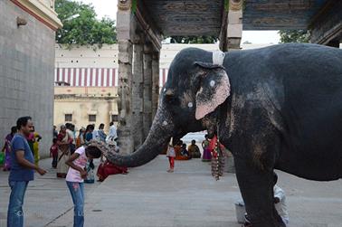 Meenakshi Temple, Madurai,_DSC_7963_H600